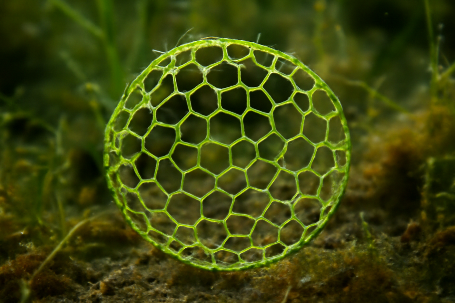 Water Net