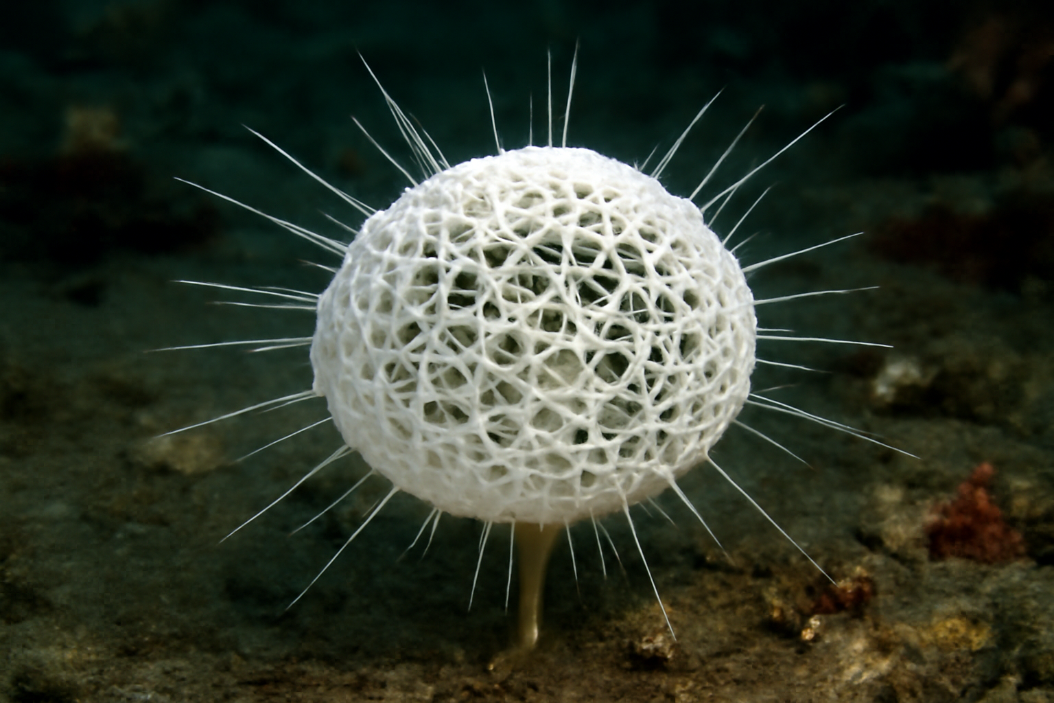 Lophocalyx clathratus