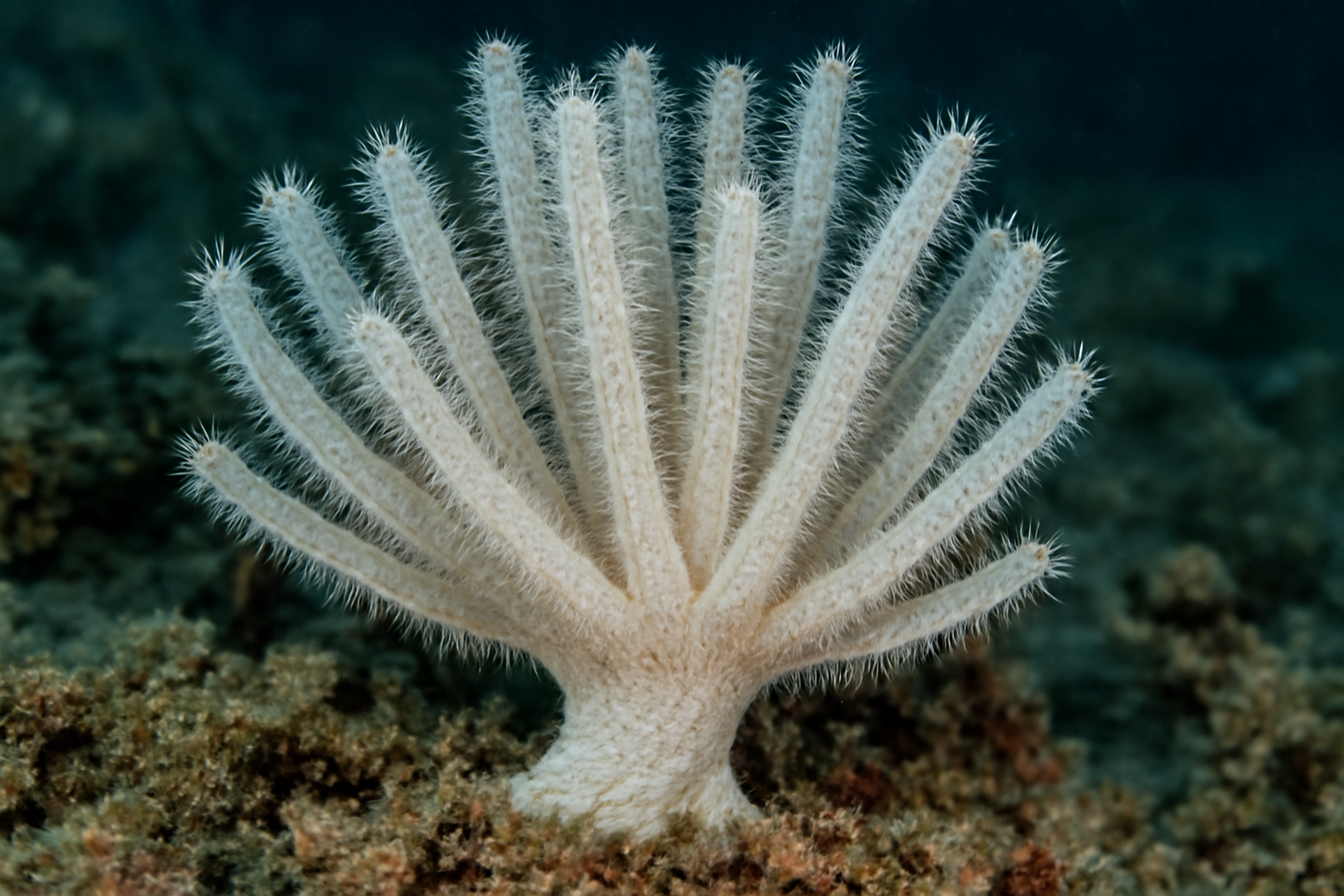 Lophocalyx vermiculatus