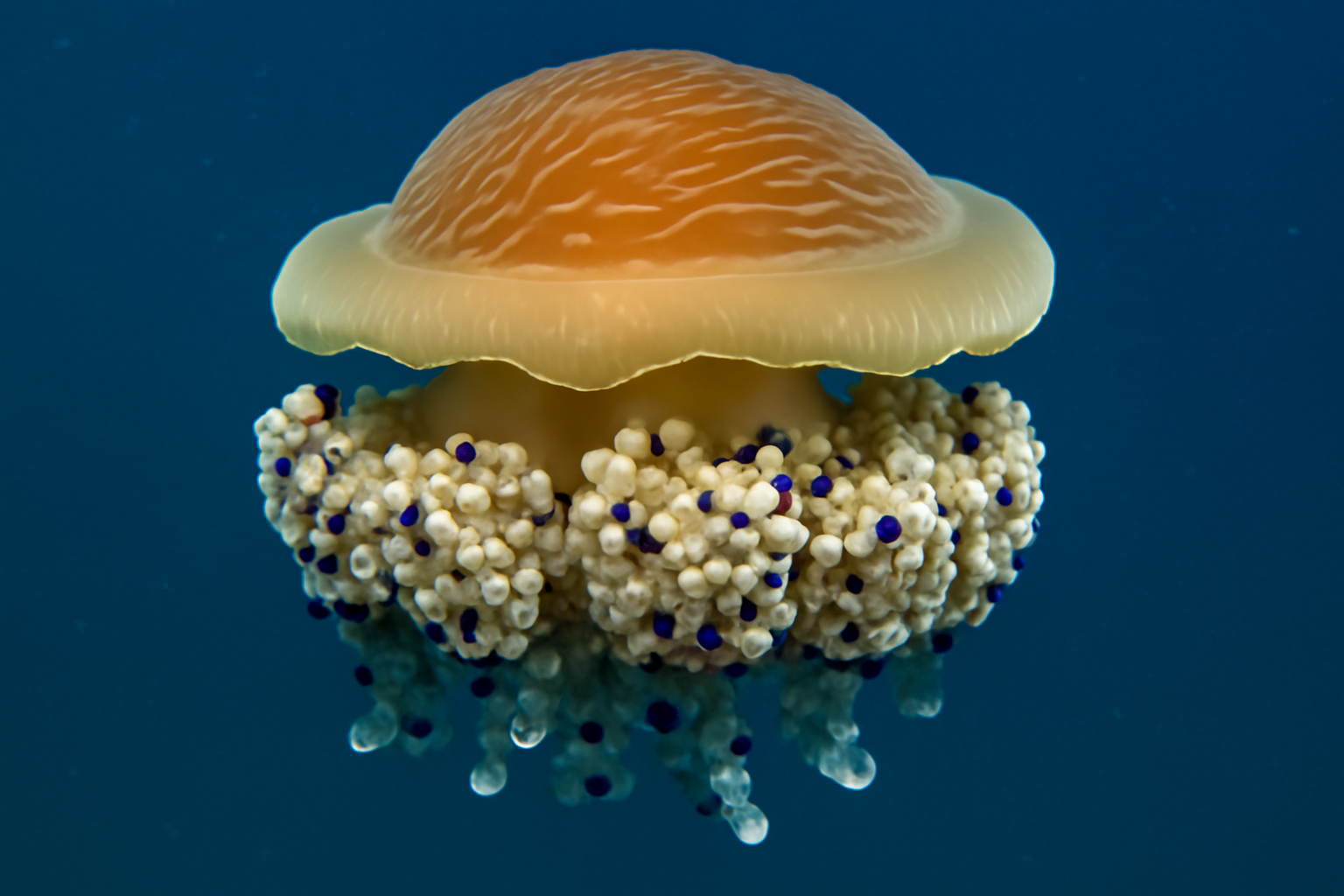 Cortex Jellyfish
