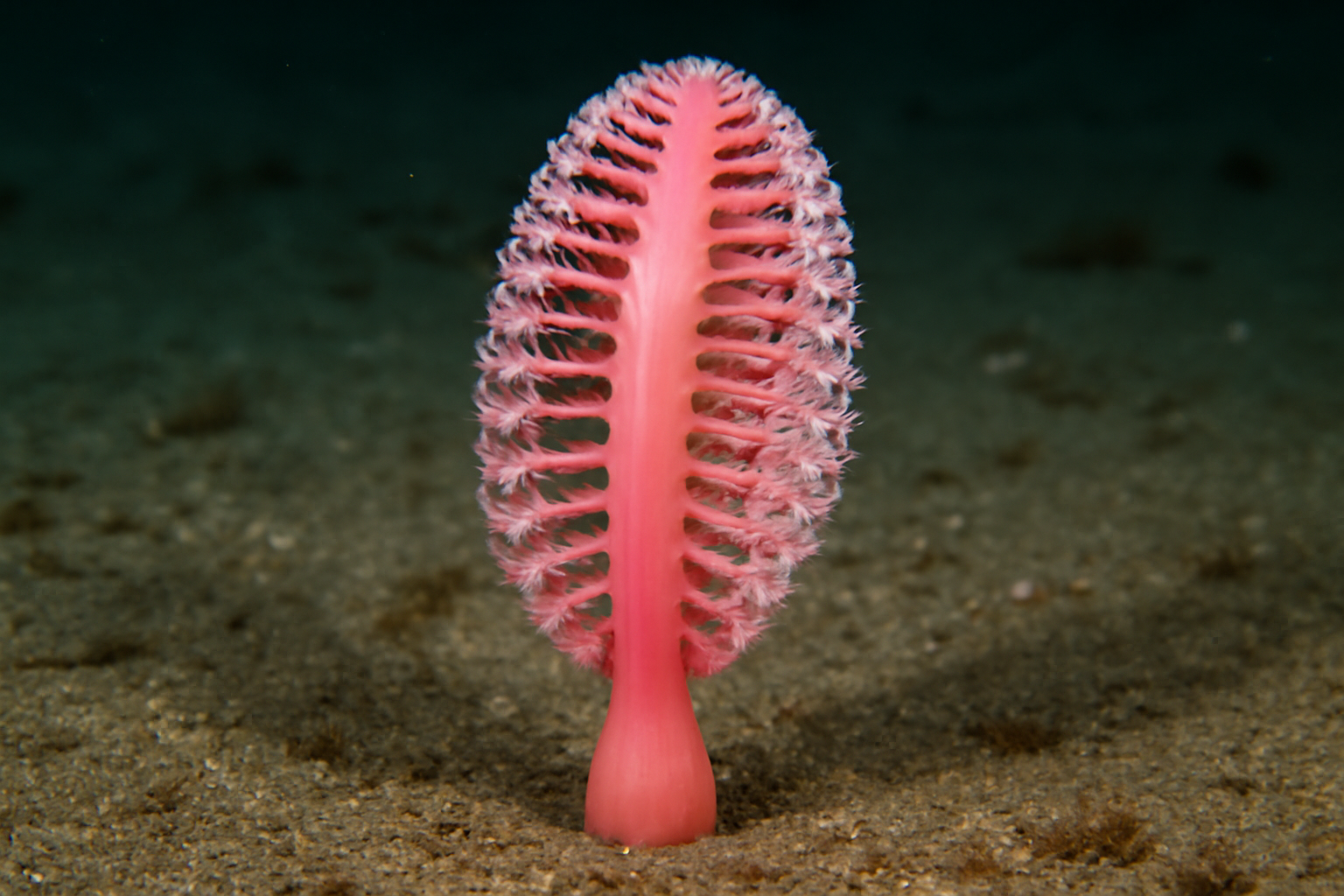 Pink Sea Pen