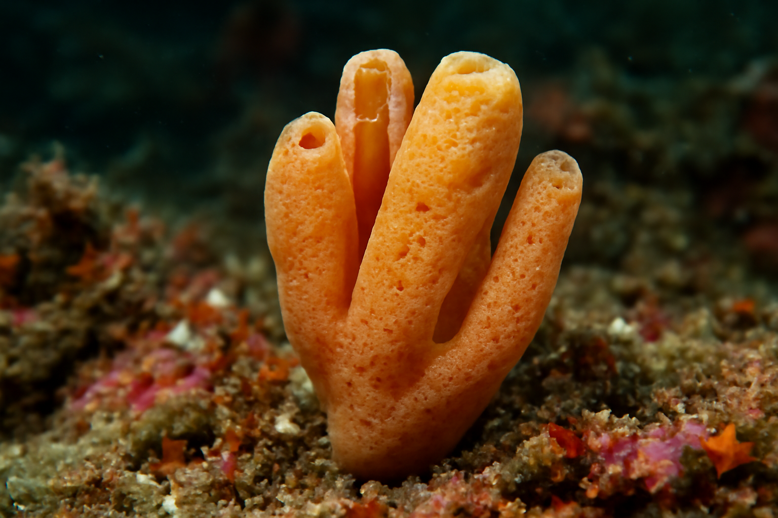 Simplex Sponge