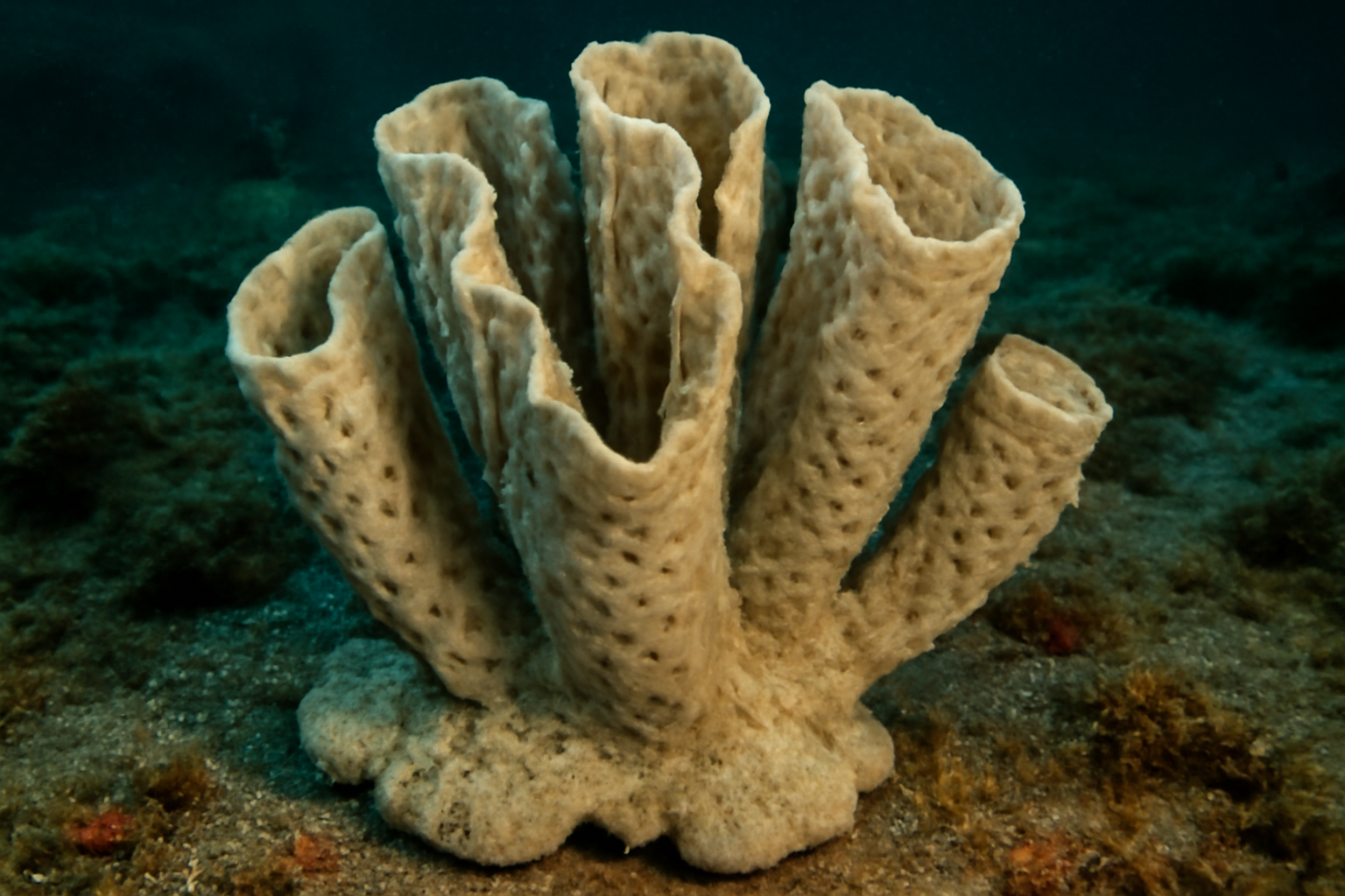 Angulospiculatus Sponge