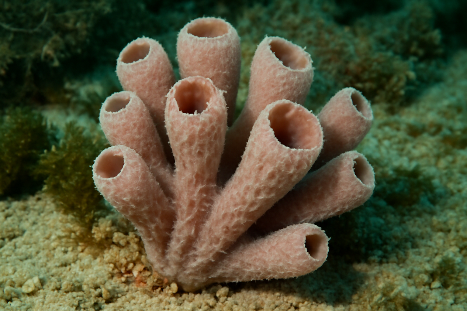 Halterata Sponge