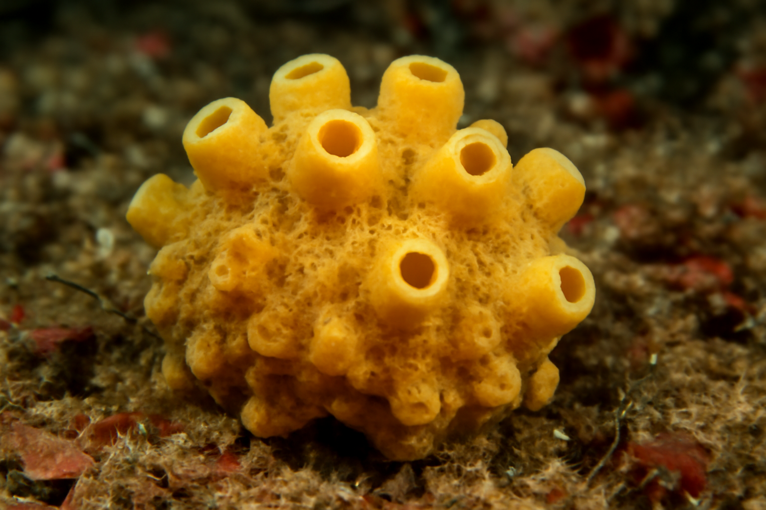 Zygotella Sponge