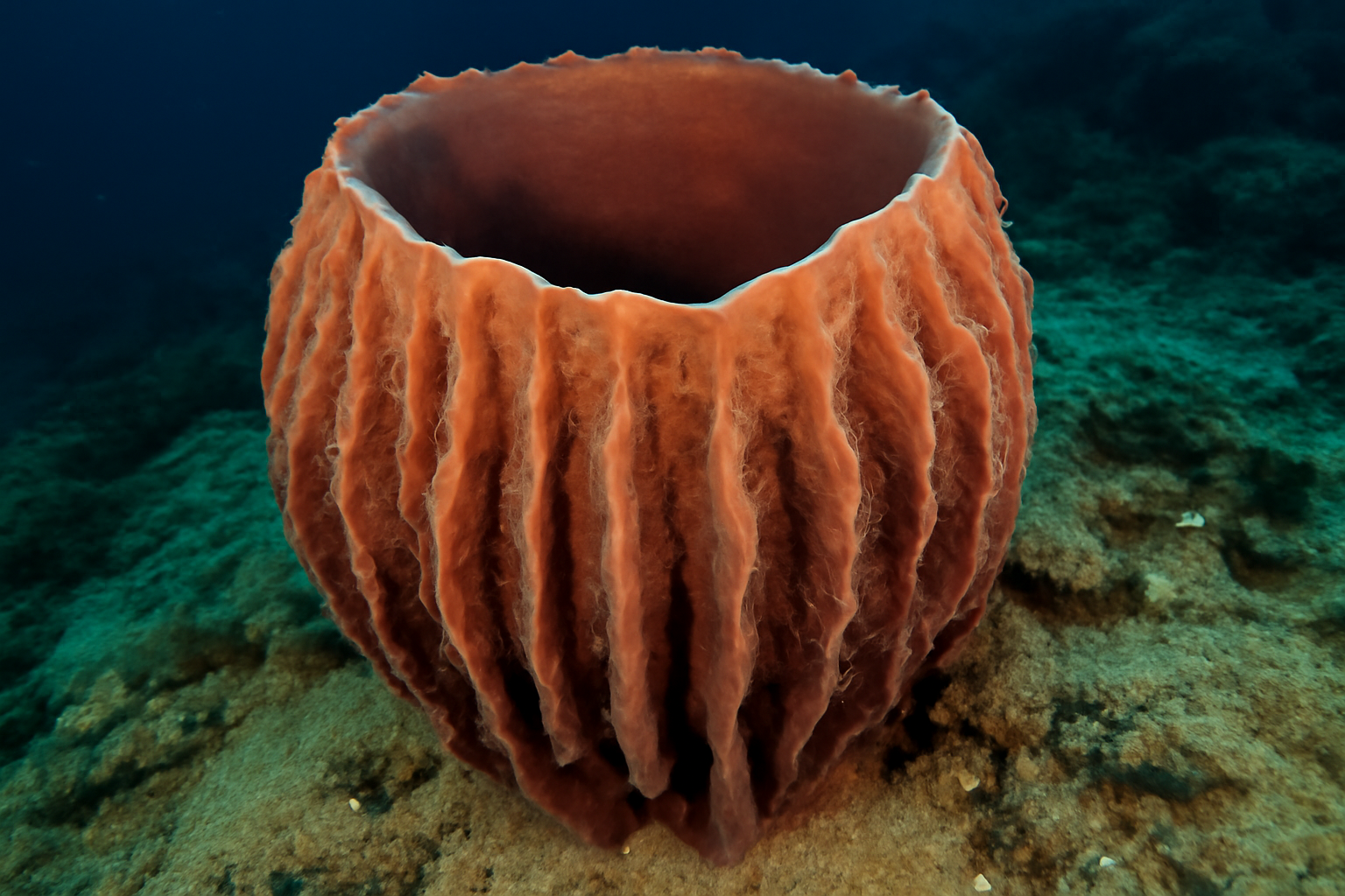 Western Pacific Sponge