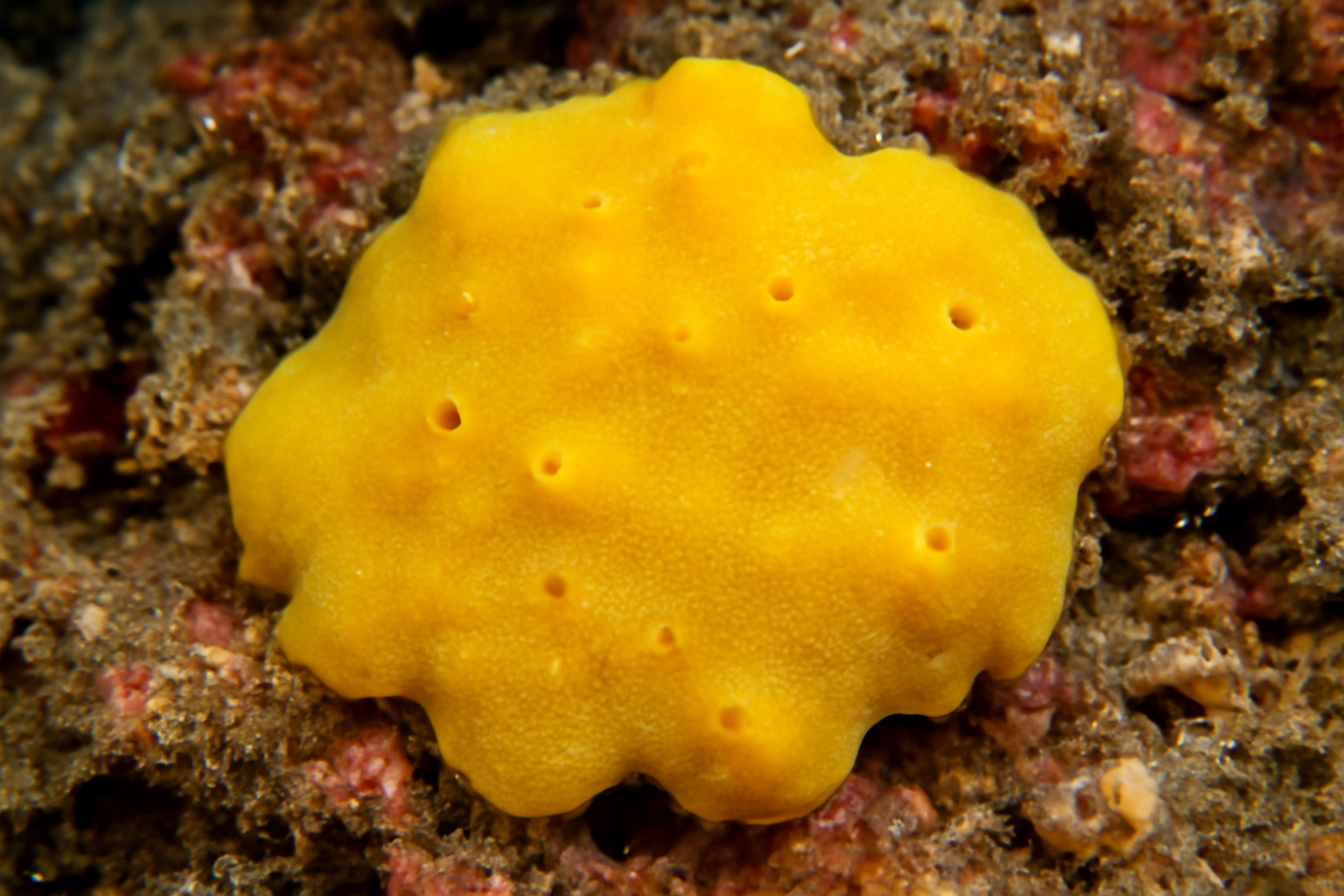 Plakinidae incertae sedis sp. 1