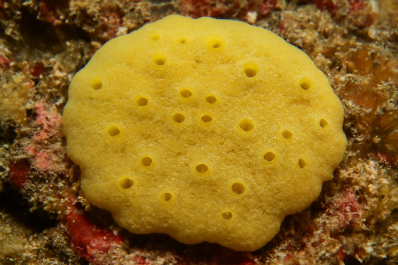 Plakinidae incertae sedis sp. 3