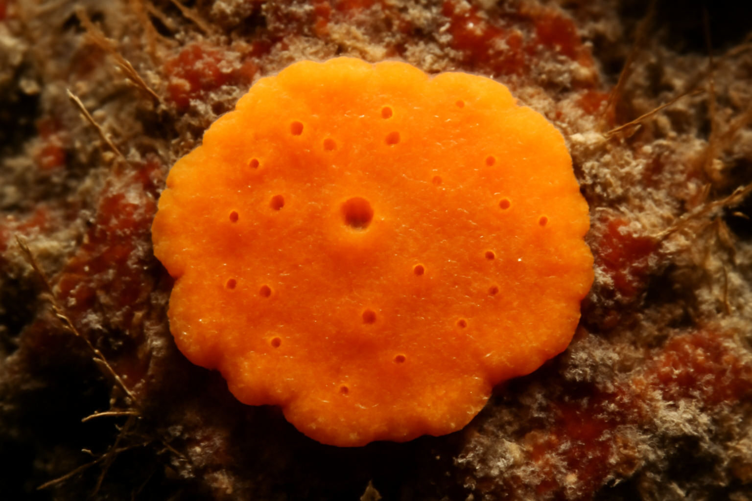 Plakinidae incertae sedis sp. 4