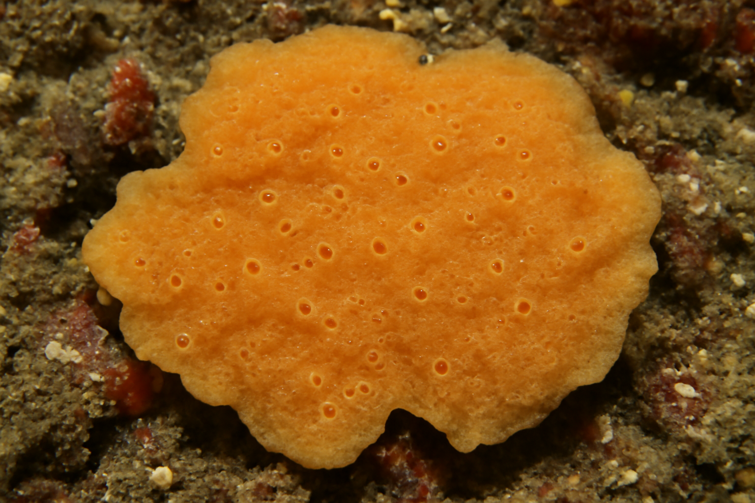 Plakinidae incertae sedis sp. 5