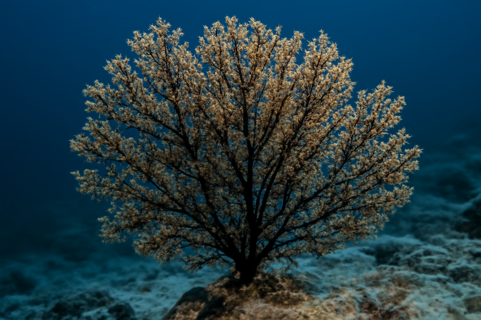 Black coral