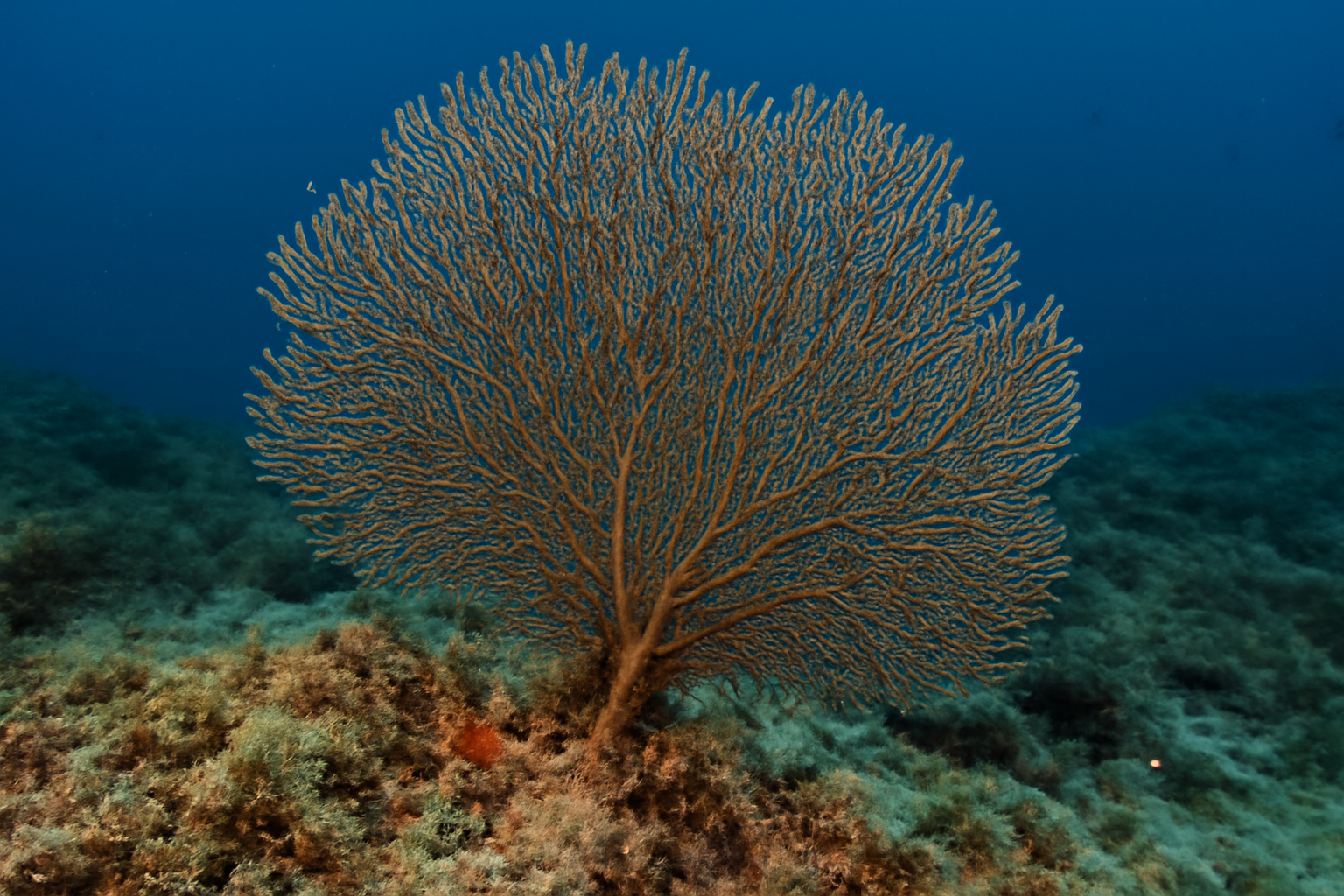 Atlantic black coral