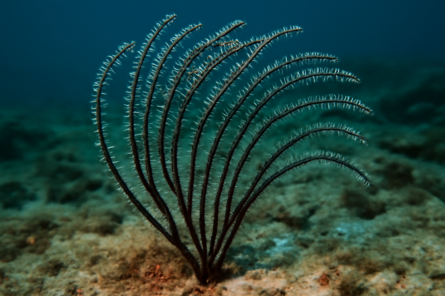 Thin black coral