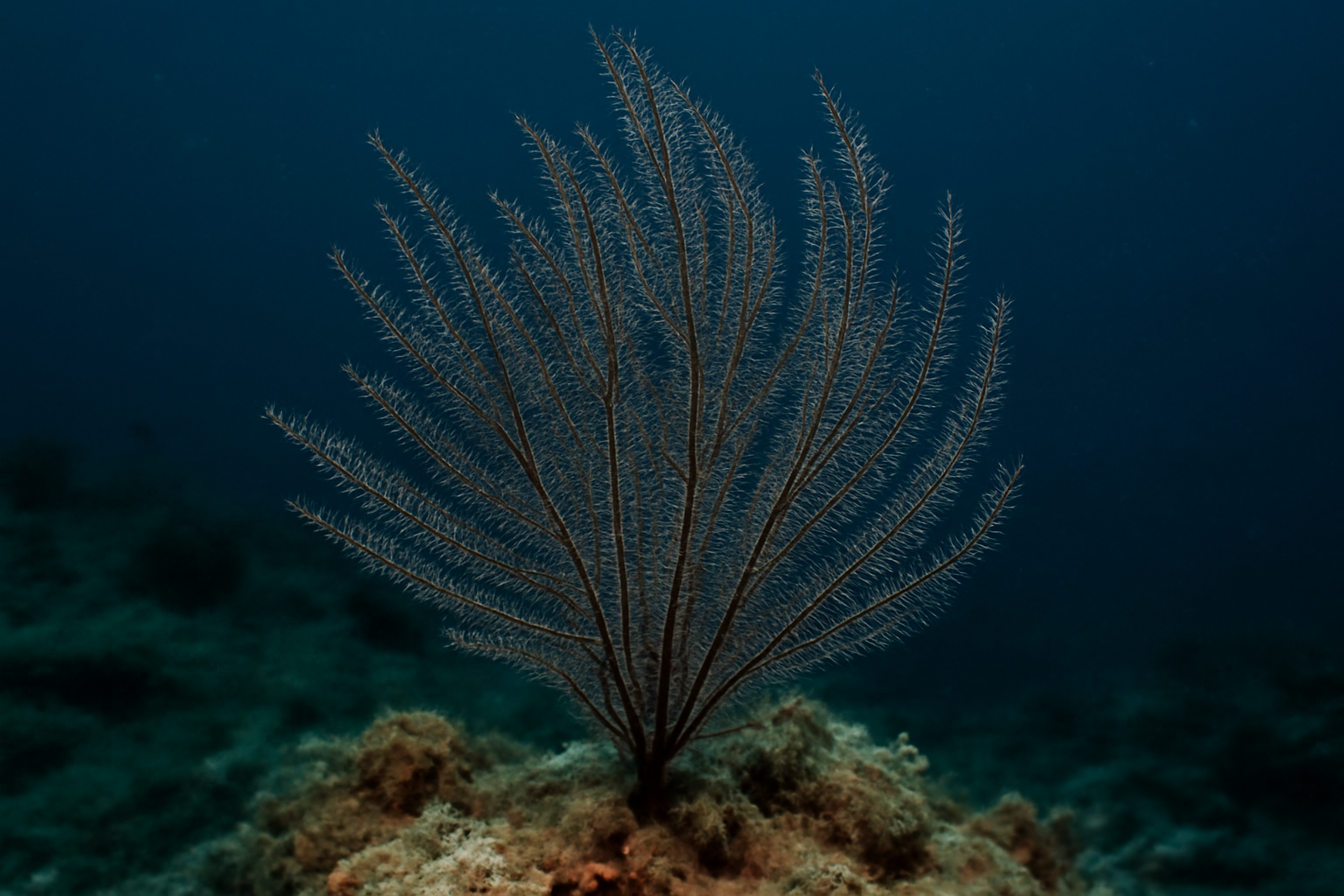 Gracile black coral
