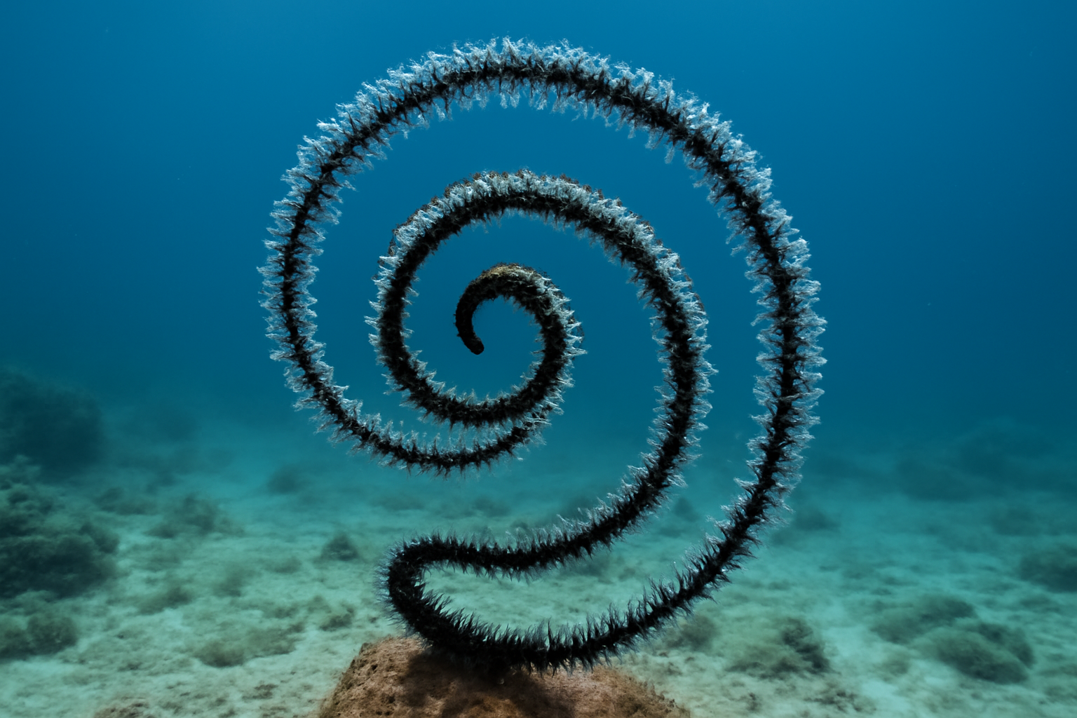 Coiled Black Coral
