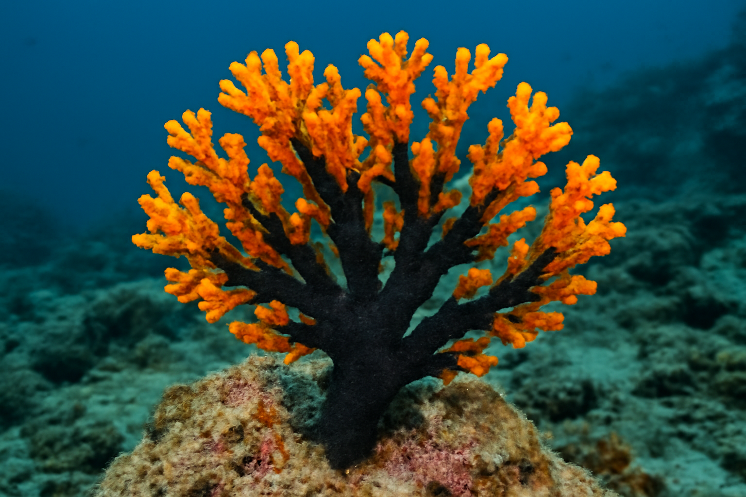 Orange-black Coral