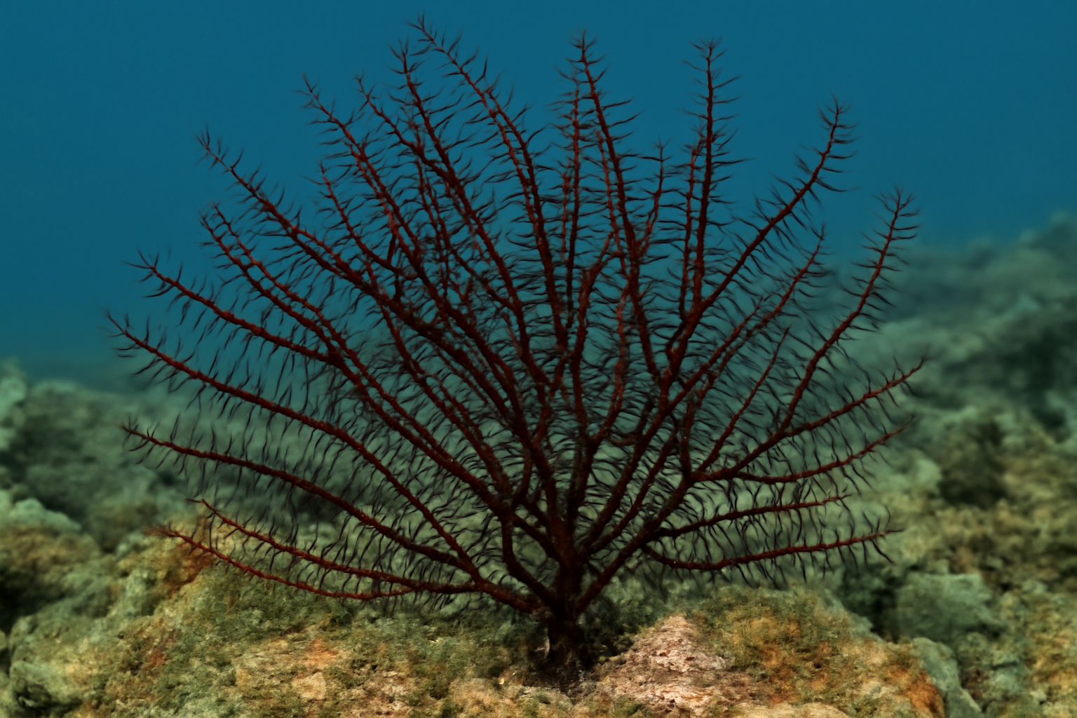 Thorny Black Coral