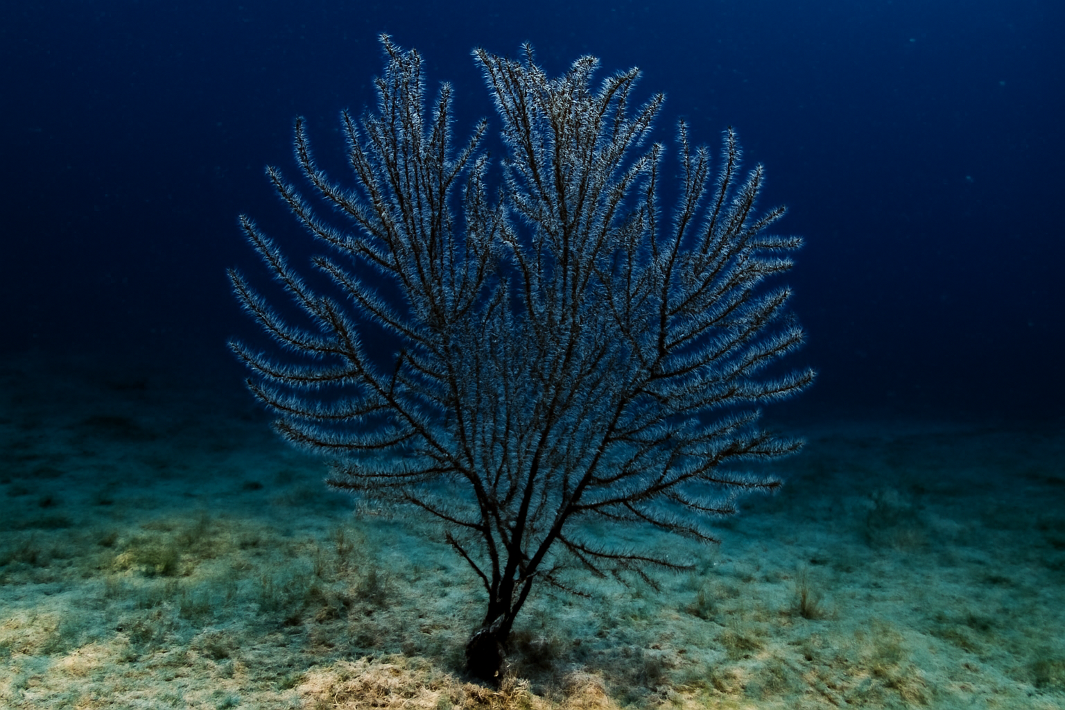 Deep-water Black Coral