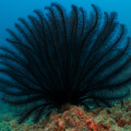 Feathery Black Coral