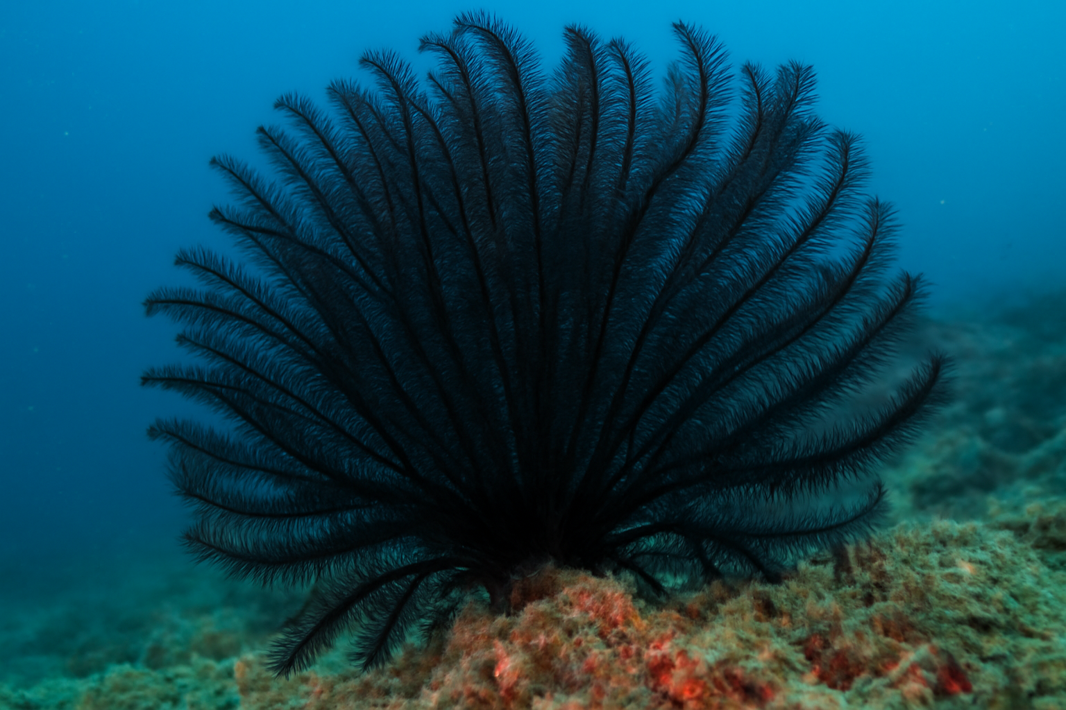 Feathery Black Coral