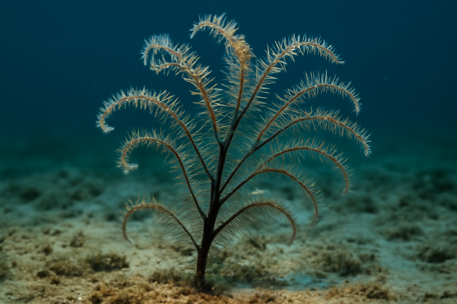 Slender black coral