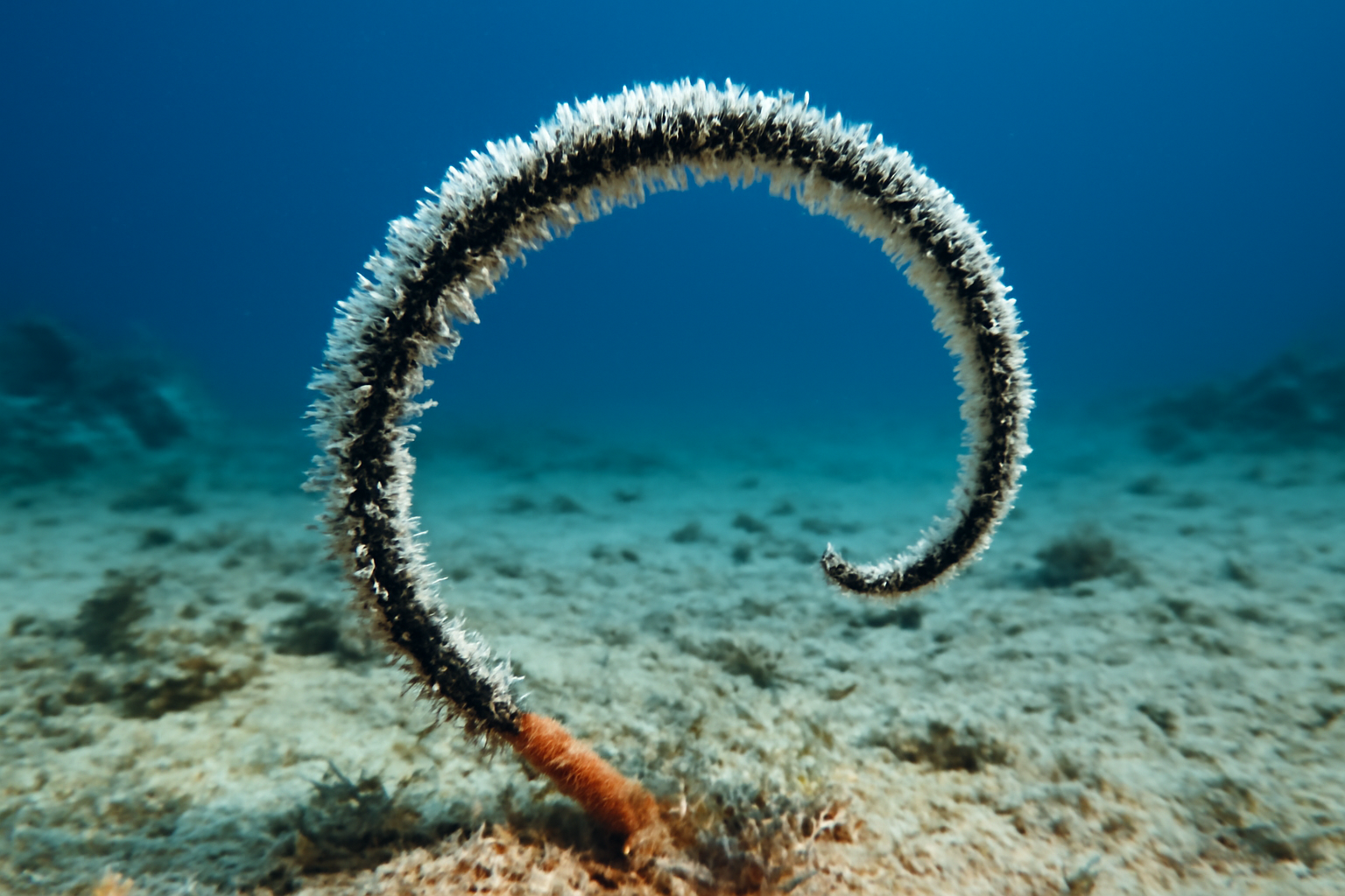 Curved black coral