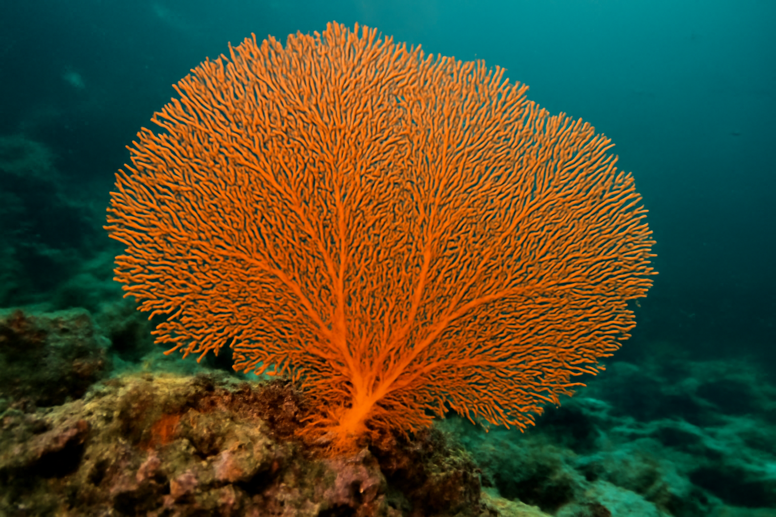 Orange sea fan