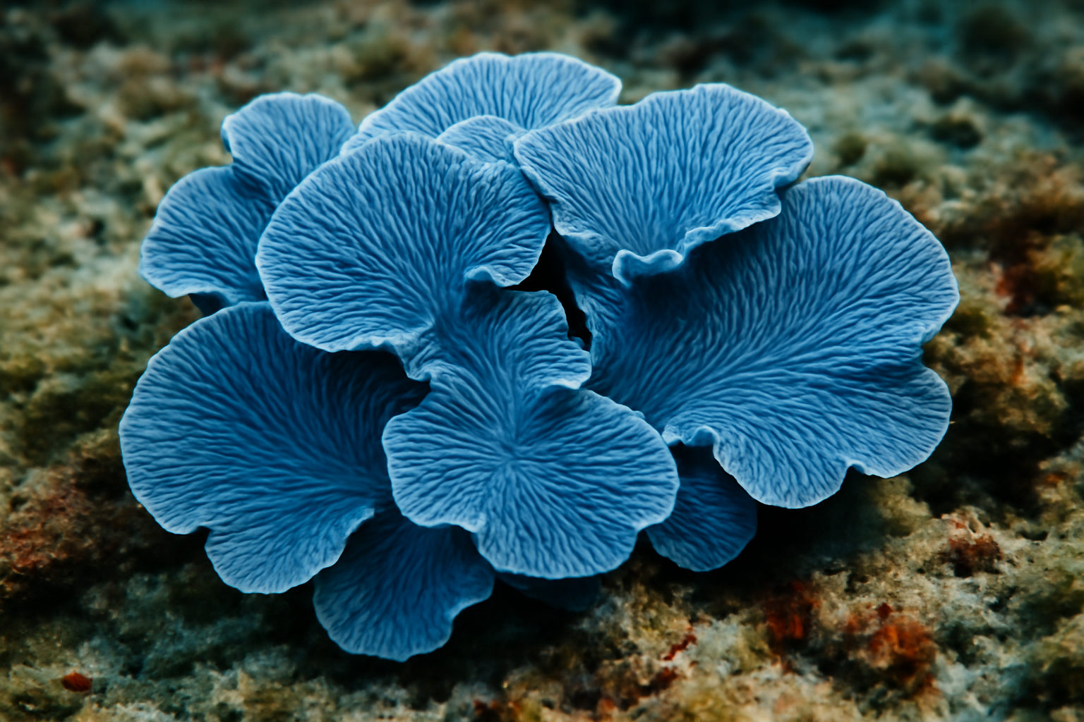 Blue Lace Coral