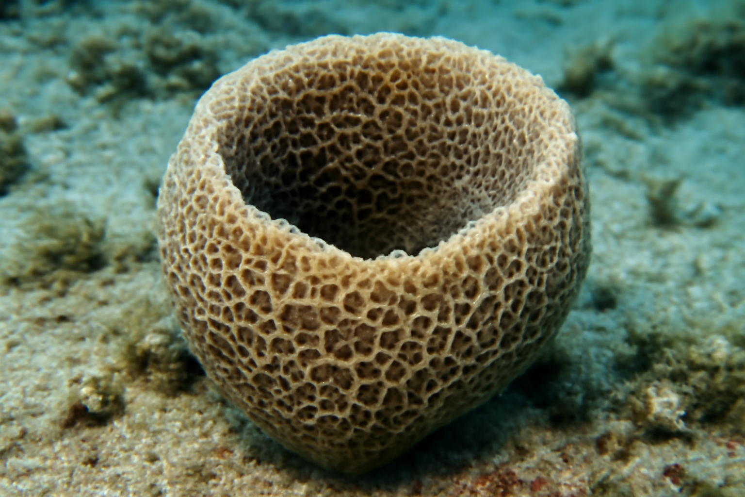Reticulated Cup Sponge