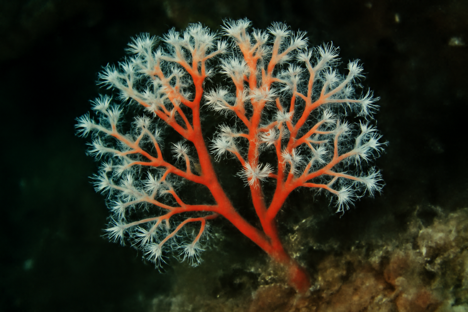 Mediterranean Errina