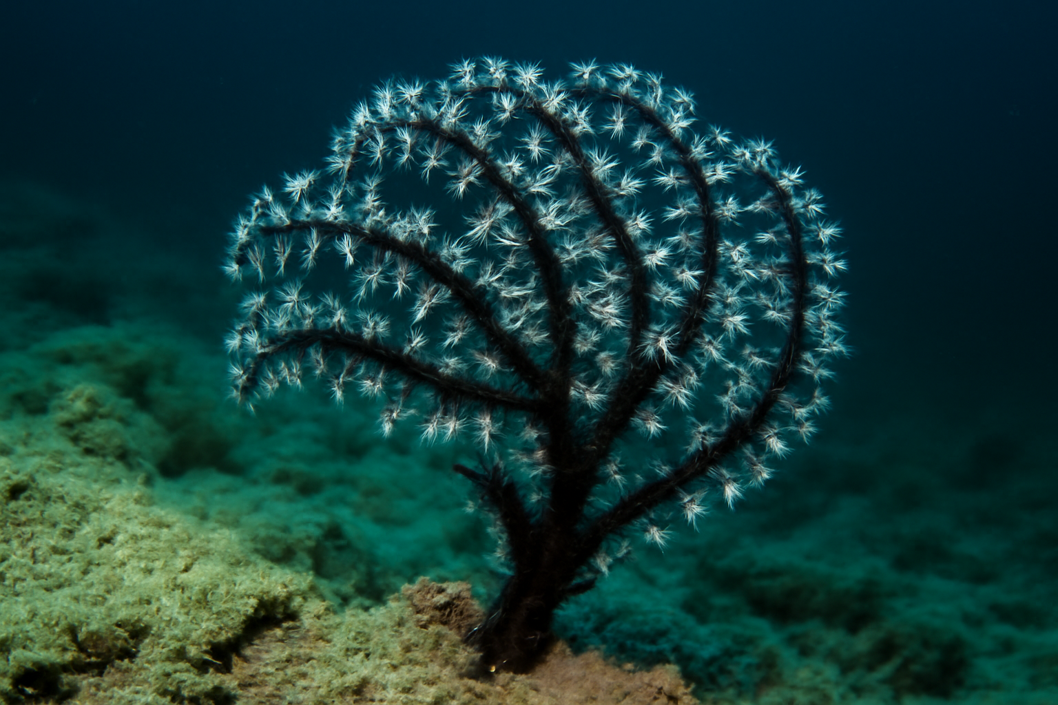 Deep Black Coral