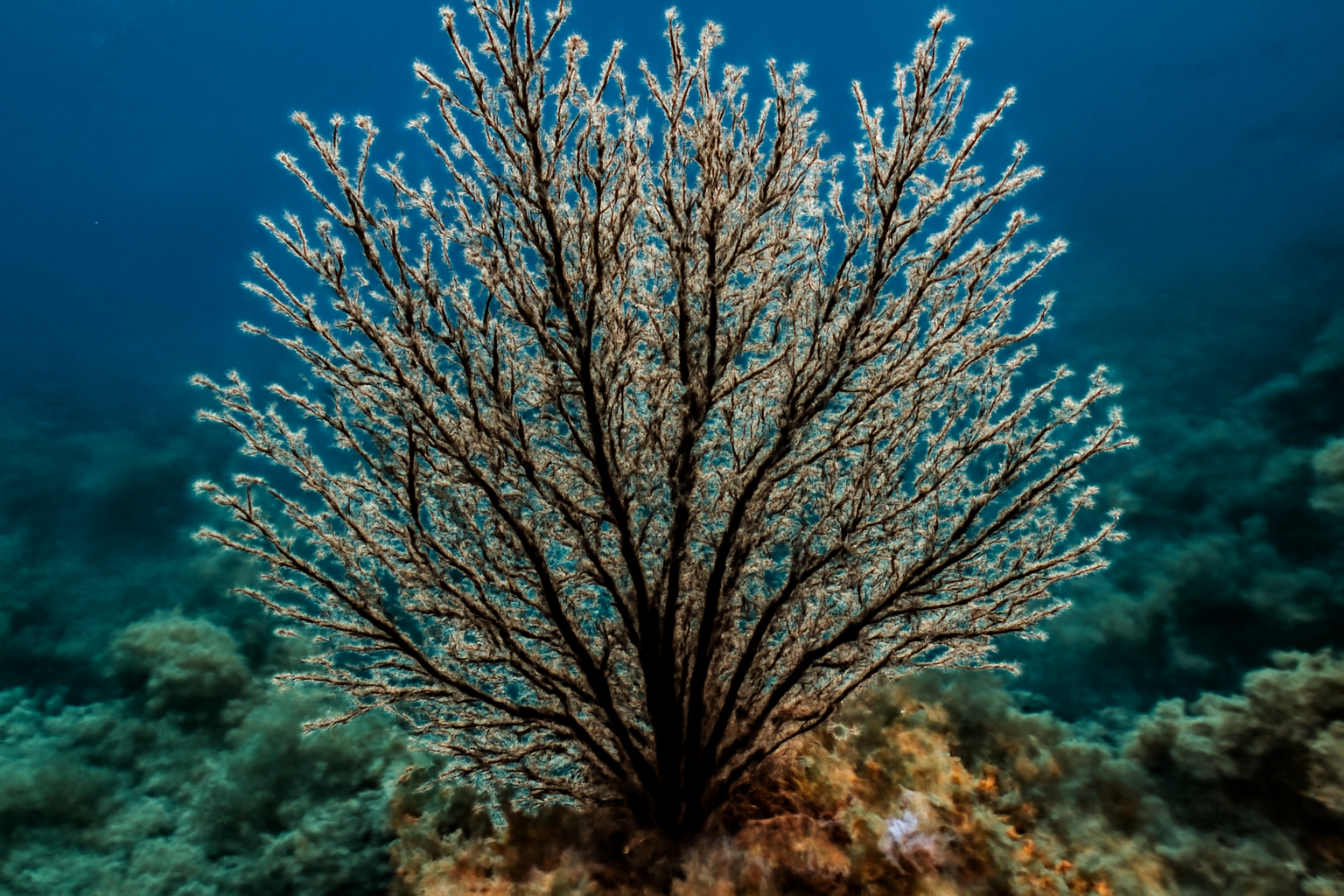Antipathes Coral