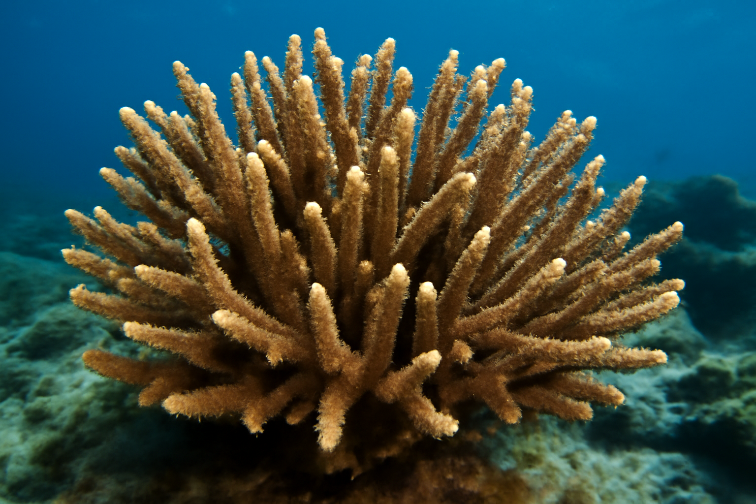 Staghorn Coral