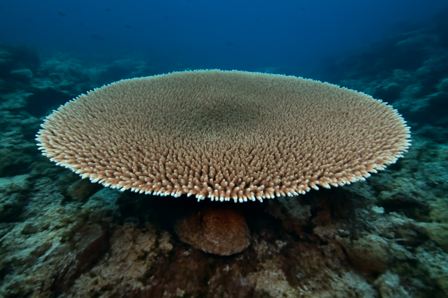 Table Coral