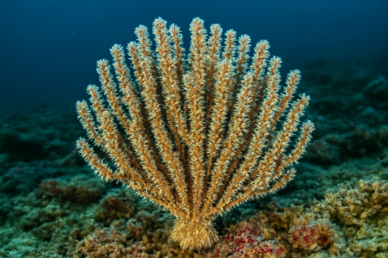 Bottlebrush Coral