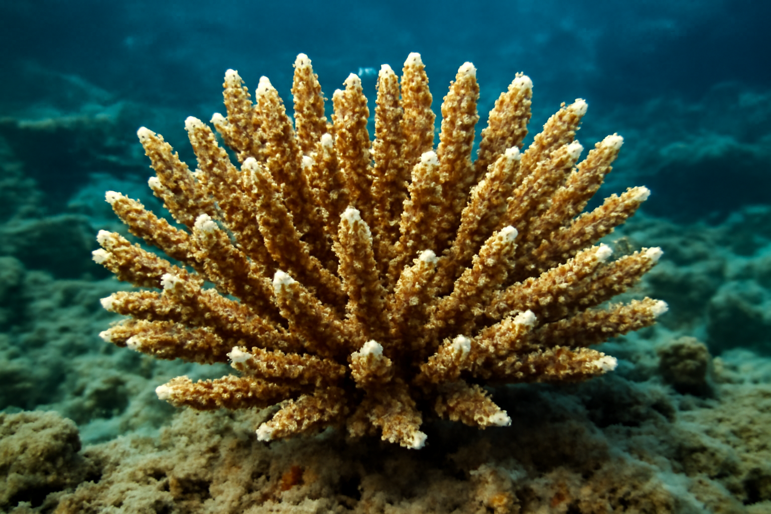 Branched Acropora Coral