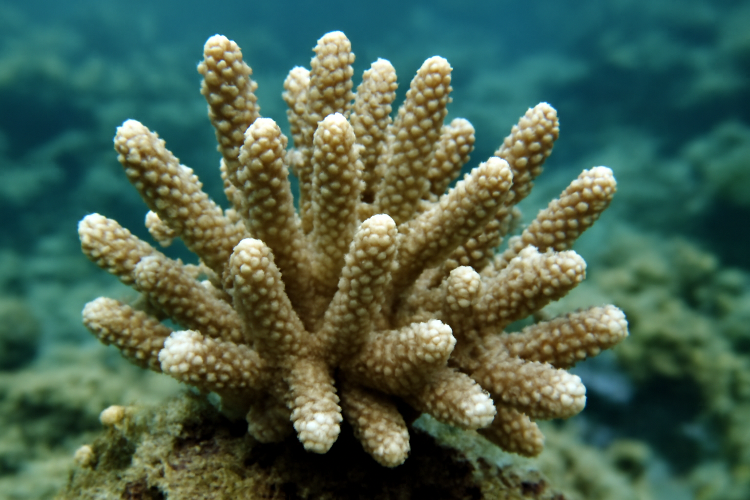 Mat Anacropora Coral