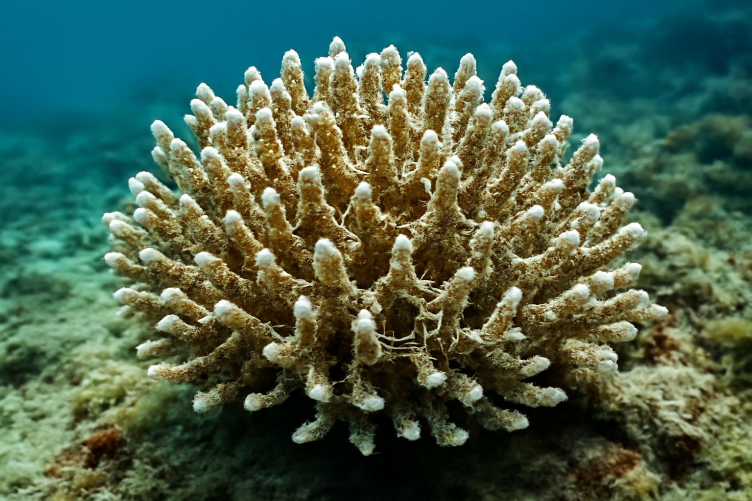 Reticulated Acropora Coral