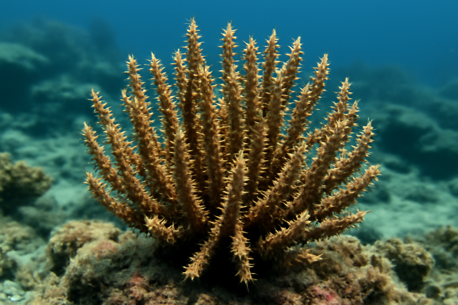 Spiny Anacropora Coral