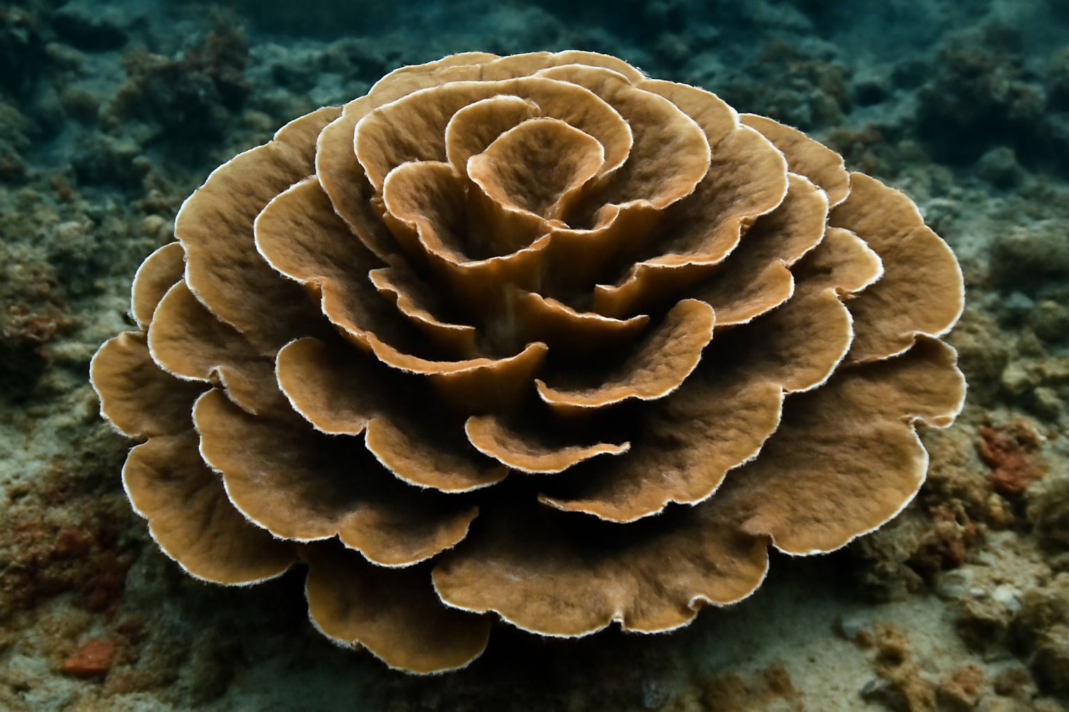Cabbage Coral
