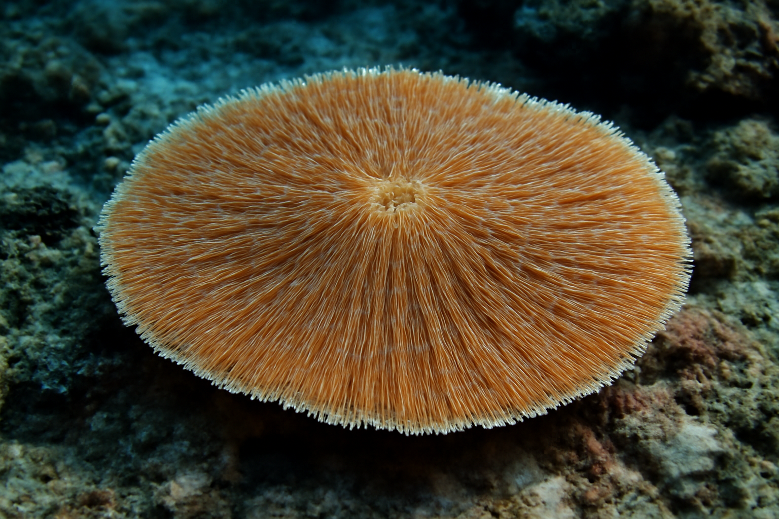 Plate coral
