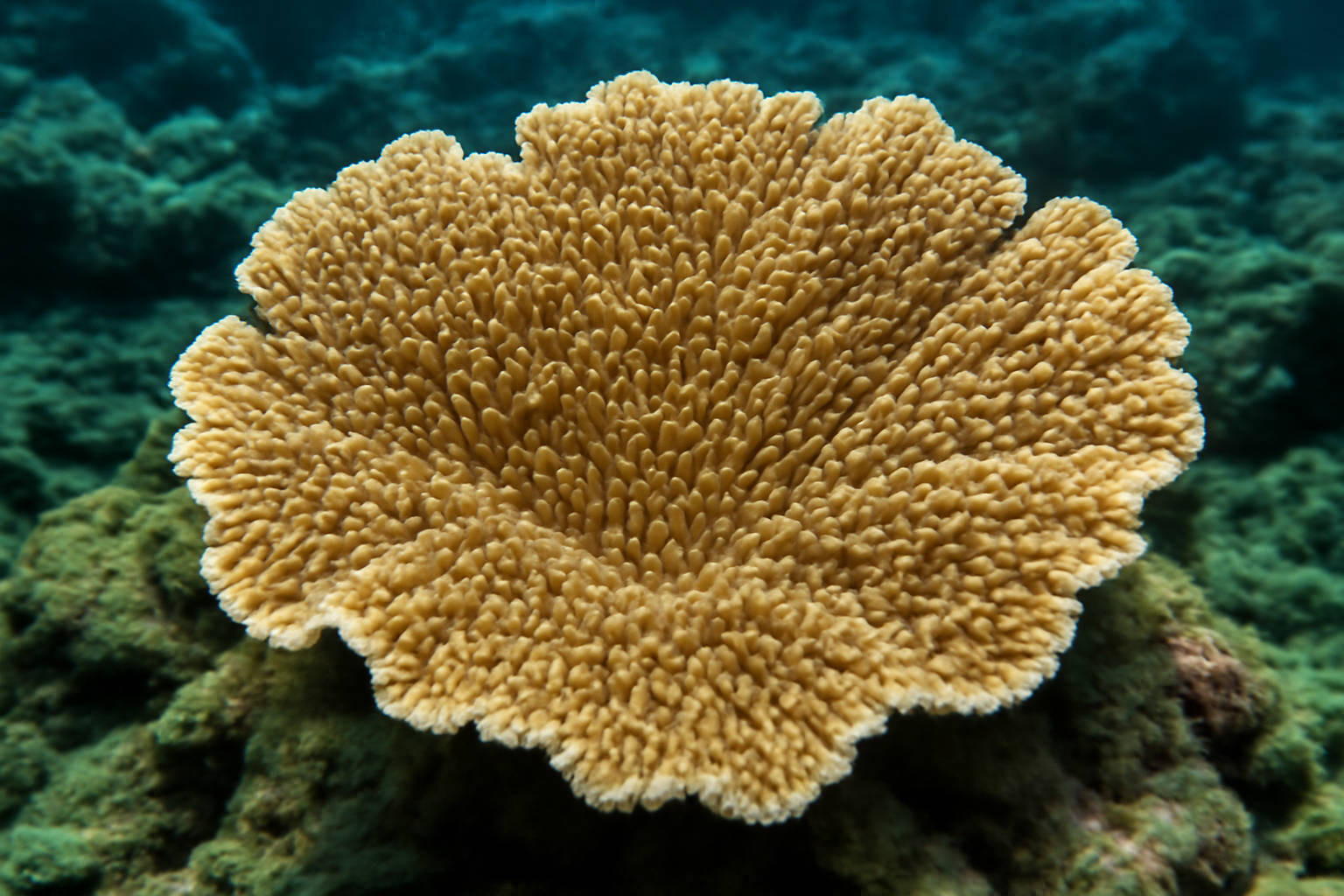 Rice Coral
