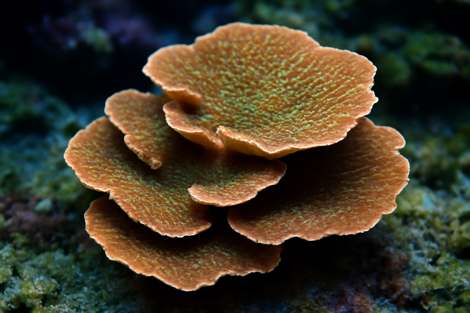 Leaf Plate Montipora