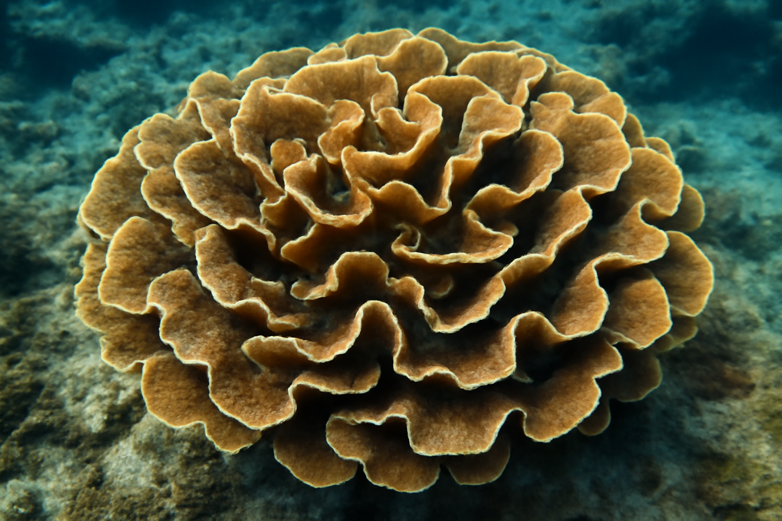 Humilis Lettuce Coral