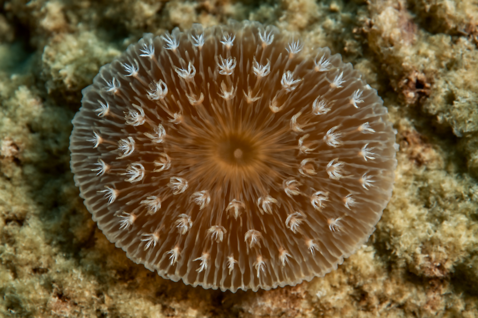 Fragile Saucer Coral