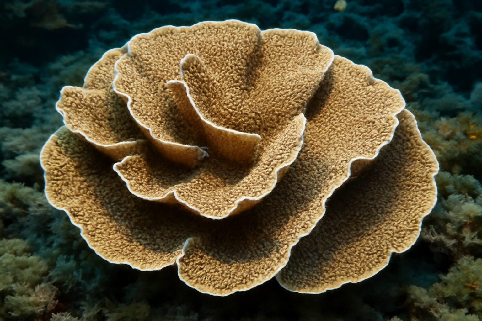 Lamarck's Sheet Coral