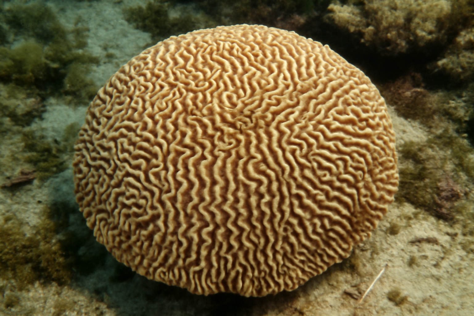 Gardineroseris Planulata