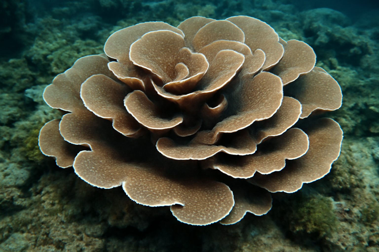Sheet Coral