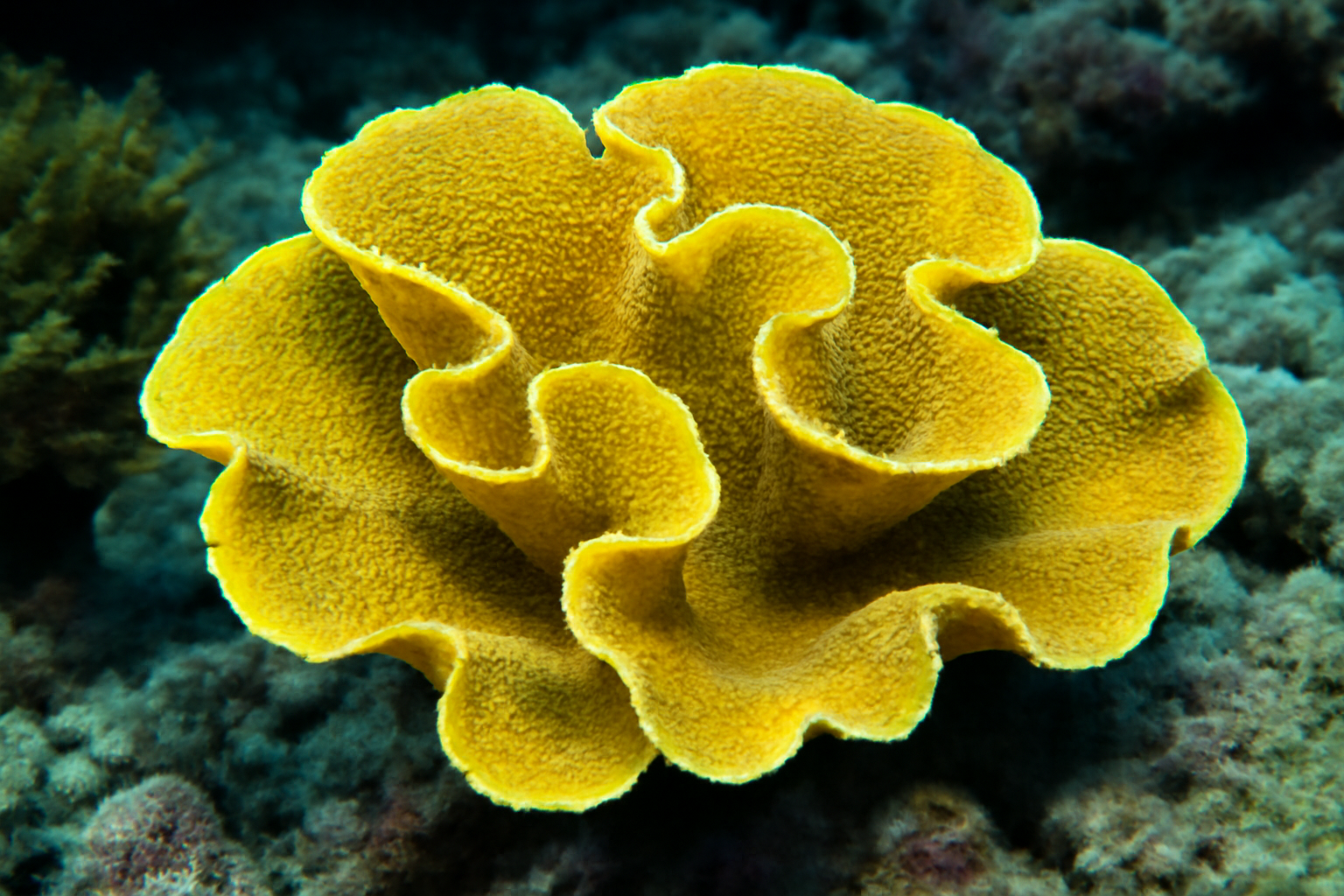 Yellow Scroll Coral