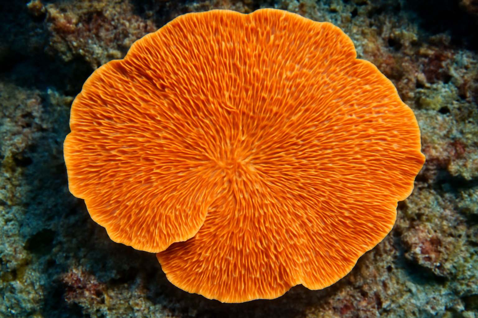 Orange Leptoseris